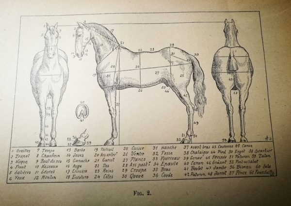 Les Animaux De La Ferme - Espece Chevaline par Hernier F.