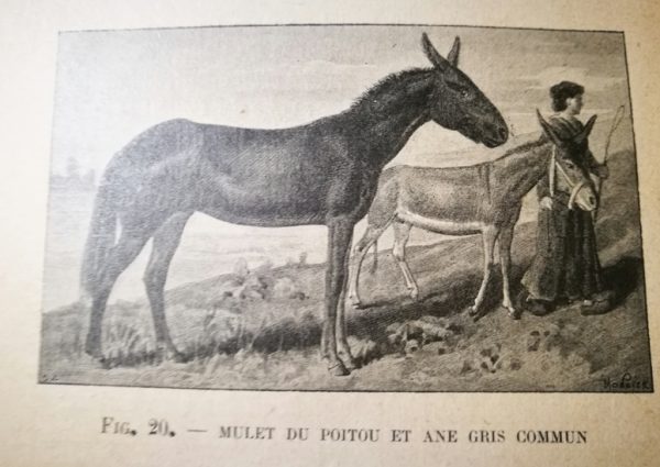 Les Animaux De La Ferme - Espece Chevaline par Hernier F. - immagine 3
