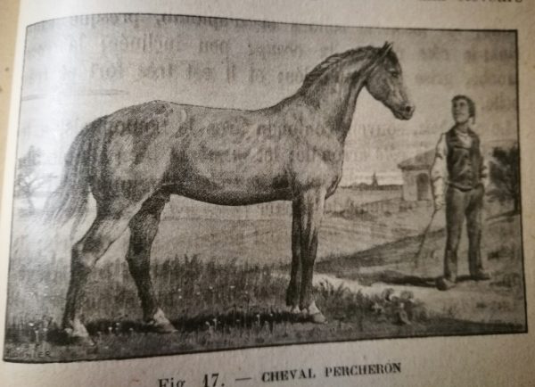 Les Animaux De La Ferme - Espece Chevaline par Hernier F. - immagine 4