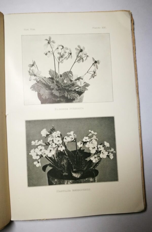 Hortus Vilmorinianus - immagine 3