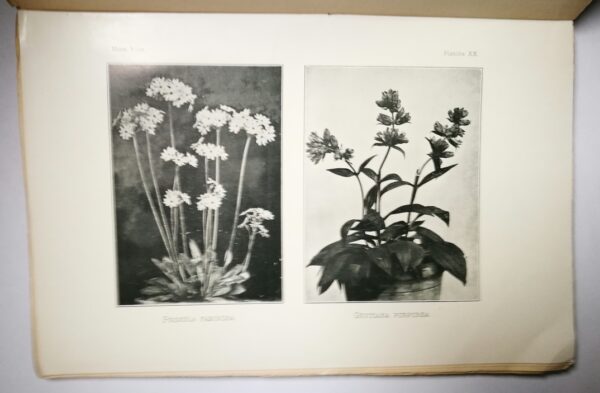 Hortus Vilmorinianus - immagine 4
