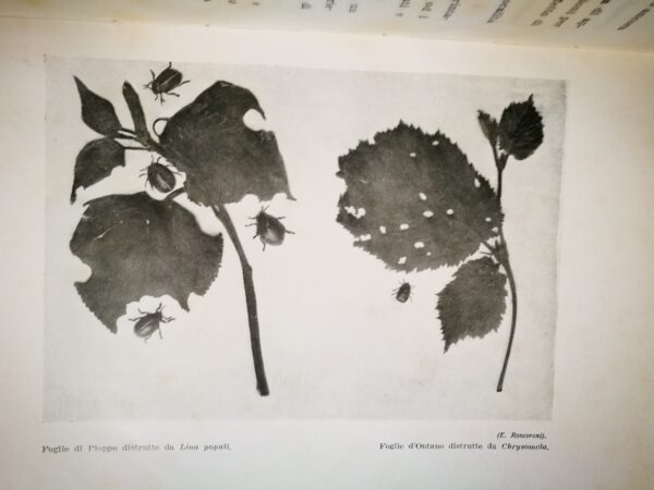 Roncoroni Ettore - Conoscere l’insetto - immagine 2