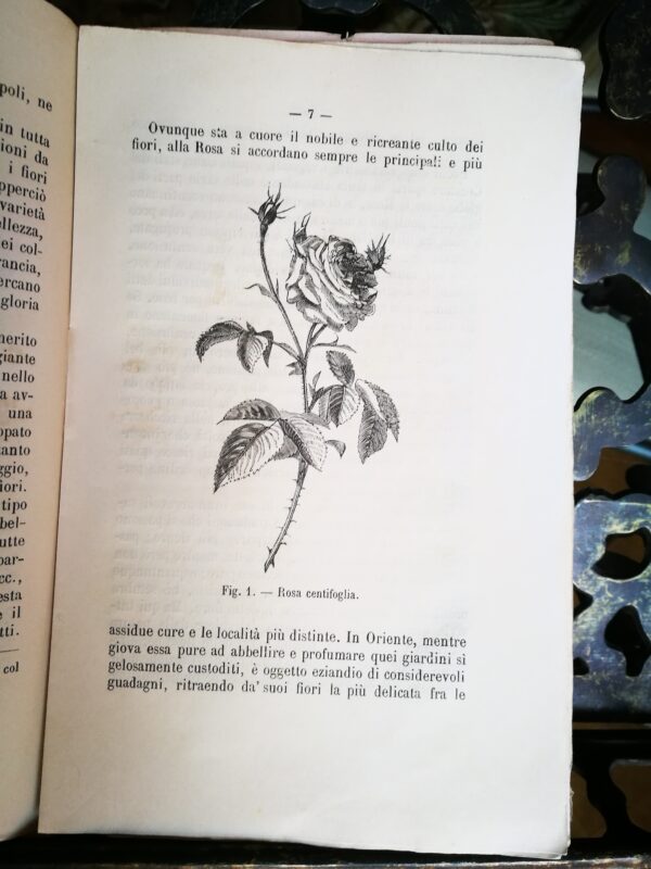 Delle rose. Loro principali specie e varietà - immagine 4