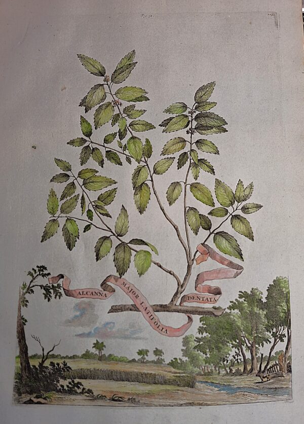 Alcanna Major Latifolia Denata  - Abraham Munting – Anno di stampa 1696