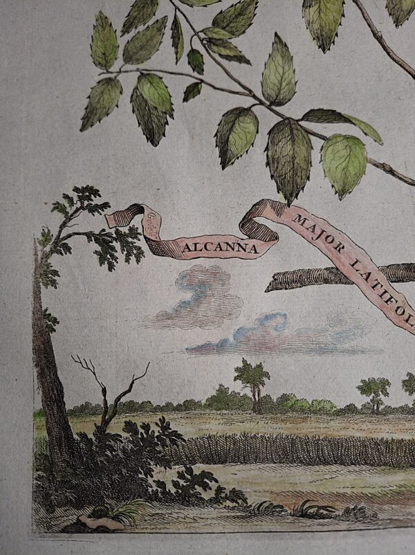 Alcanna Major Latifolia Denata  - Abraham Munting – Anno di stampa 1696 - immagine 4