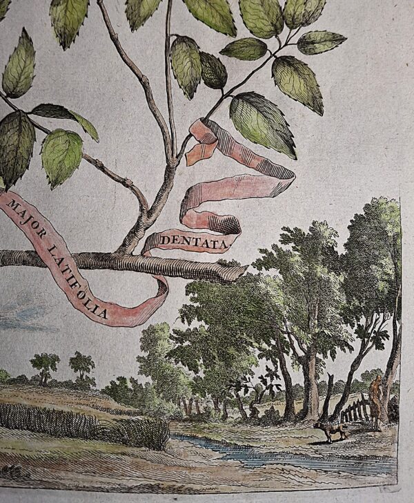 Alcanna Major Latifolia Denata  - Abraham Munting – Anno di stampa 1696 - immagine 5