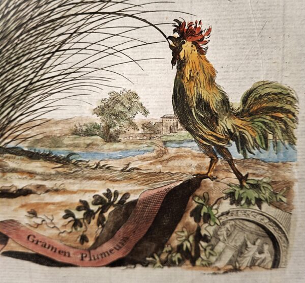 Gramen Plumeun – Abraham Munting – Anno di stampa 1696