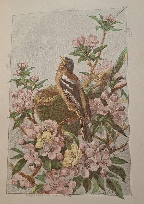 André Theuriet - Nos Oiseaux cent dix compositions de H. Giacomelli – Lille/Paris, Charles Tallandier, 1894 - immagine 4