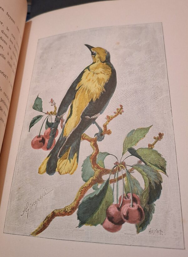 André Theuriet - Nos Oiseaux cent dix compositions de H. Giacomelli – Lille/Paris, Charles Tallandier, 1894