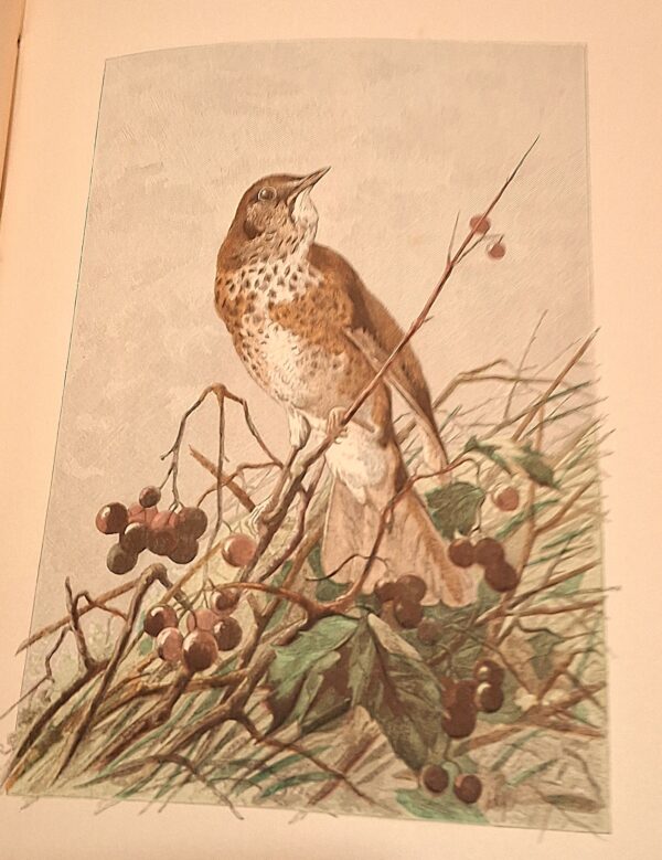 André Theuriet - Nos Oiseaux cent dix compositions de H. Giacomelli – Lille/Paris, Charles Tallandier, 1894 - immagine 7