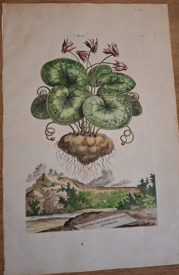 Cyclamen Rotundifolium Maius Autumnale – Abraham Munting – Anno di stampa 1696