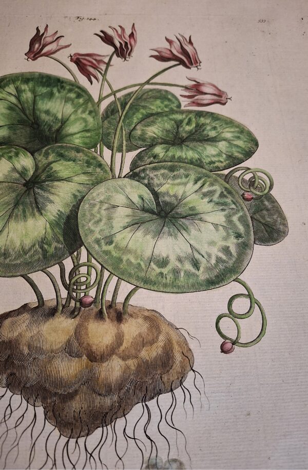 Cyclamen Rotundifolium Maius Autumnale – Abraham Munting – Anno di stampa 1696 - immagine 4