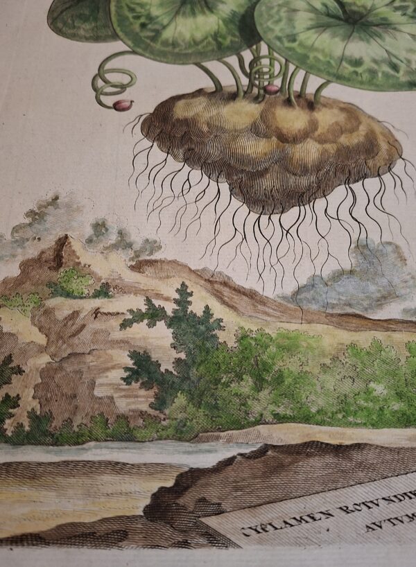Cyclamen Rotundifolium Maius Autumnale – Abraham Munting – Anno di stampa 1696 - immagine 2