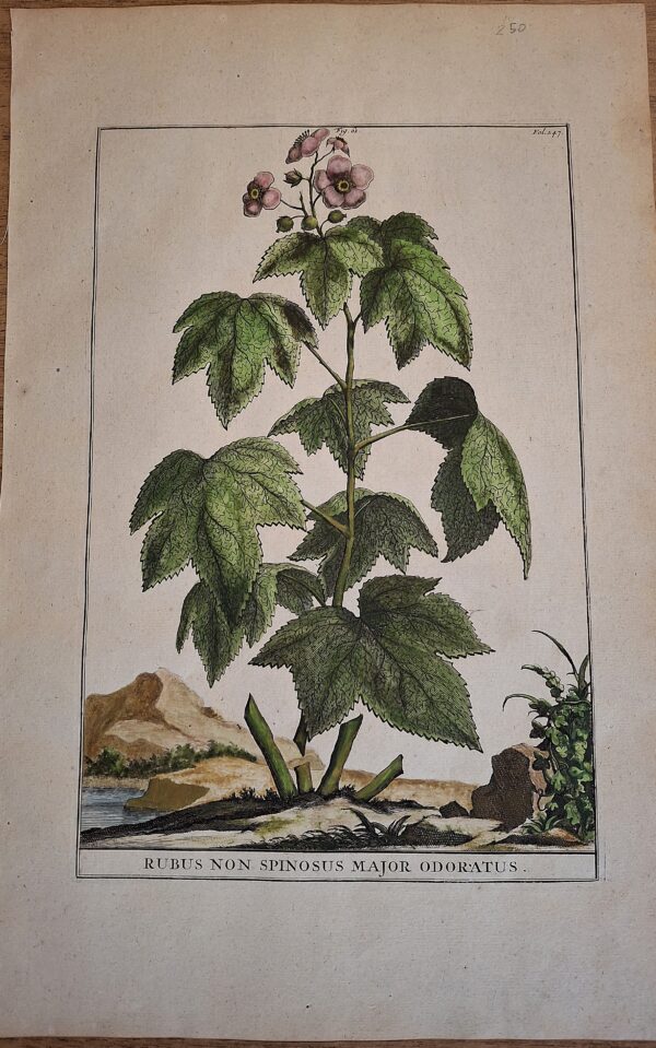 Rubus non spinosus Major Odoratus – Abraham Munting – Anno di stampa 1696