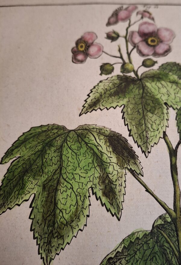 Rubus non spinosus Major Odoratus – Abraham Munting – Anno di stampa 1696 - immagine 3