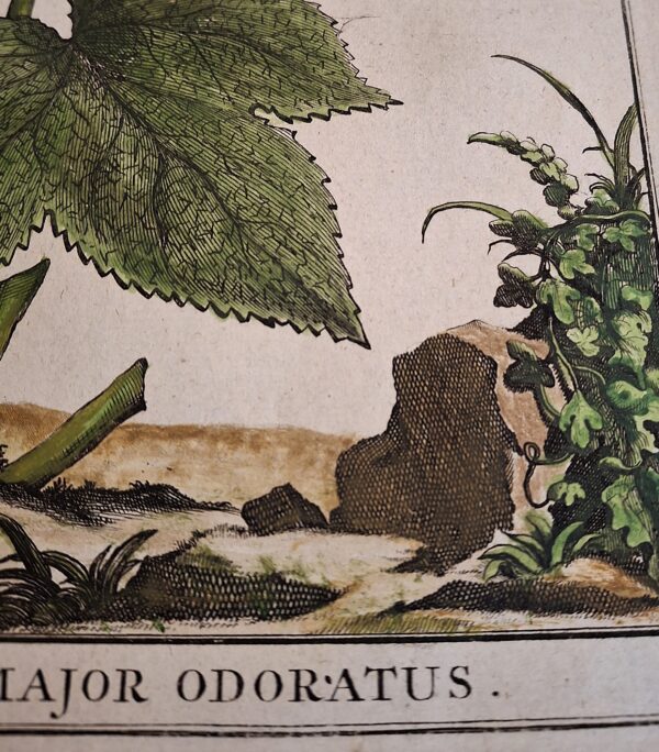 Rubus non spinosus Major Odoratus – Abraham Munting – Anno di stampa 1696 - immagine 4