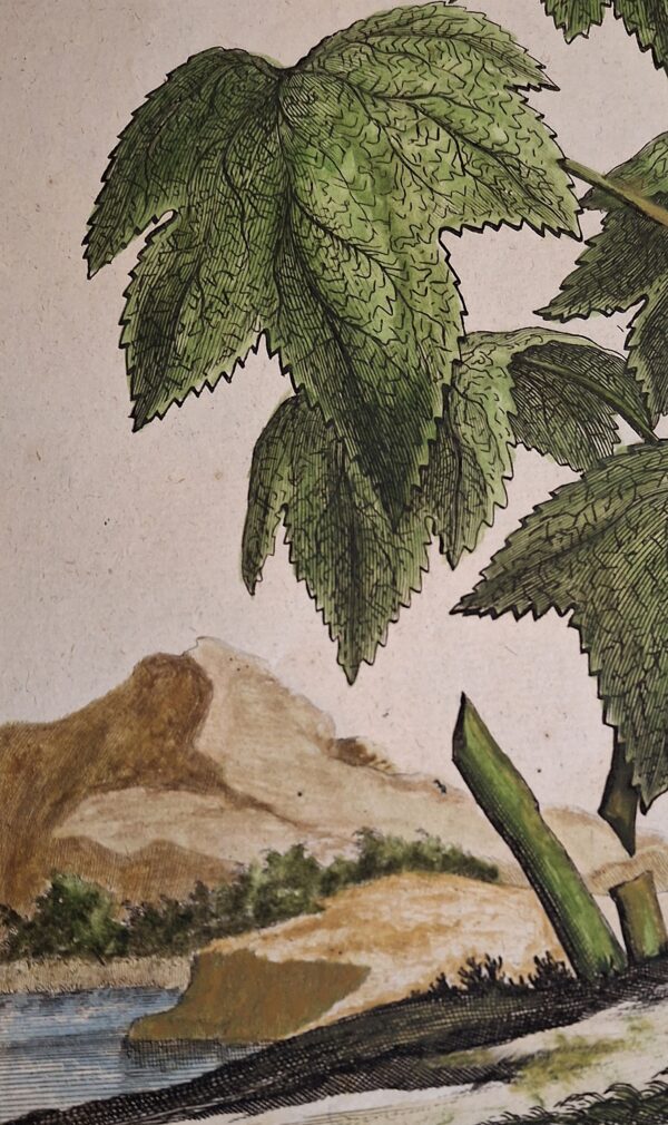 Rubus non spinosus Major Odoratus – Abraham Munting – Anno di stampa 1696 - immagine 5