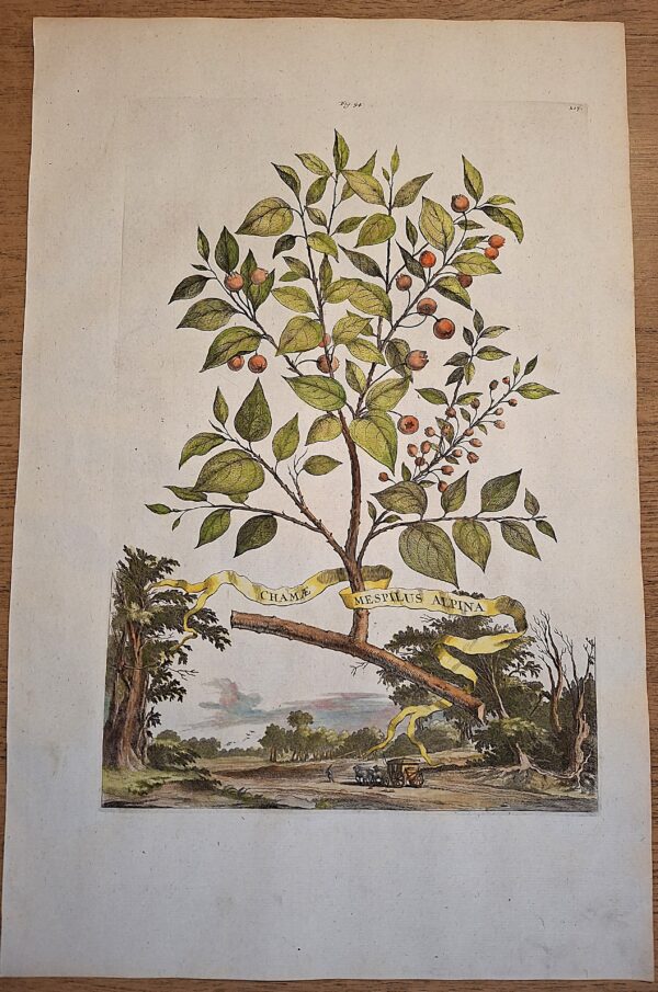 Camae Mespilus Alpina – Abraham Munting – 1696