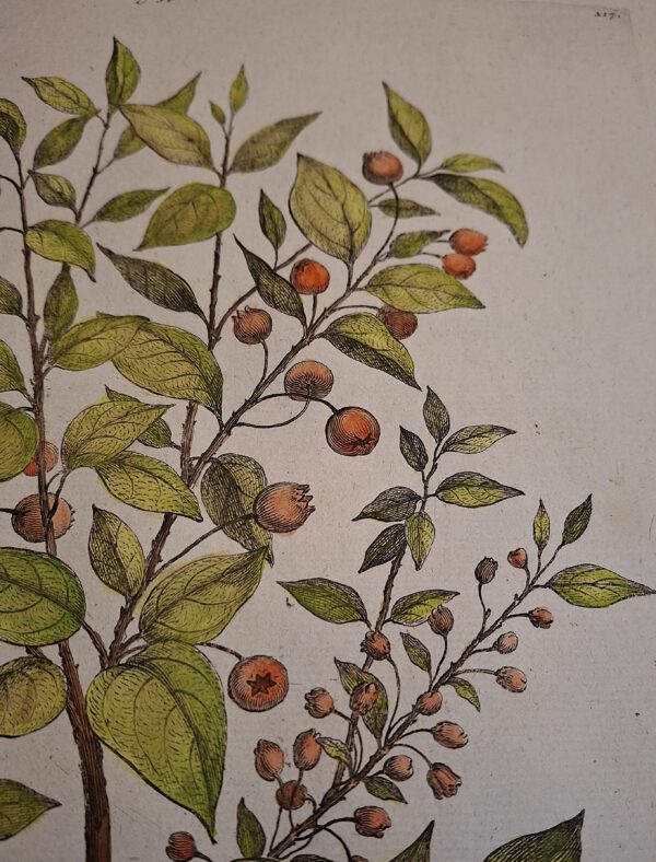 Camae Mespilus Alpina – Abraham Munting – 1696 - immagine 4