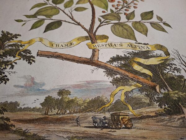 Camae Mespilus Alpina – Abraham Munting – 1696 - immagine 2