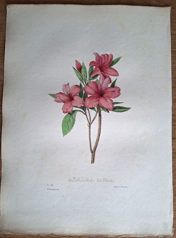 Litografie colorate a mano da Encyclographie du Règne Végétal. Pierre Corneille van Geel. Bruxelles, 1828–1832 - immagine 2
