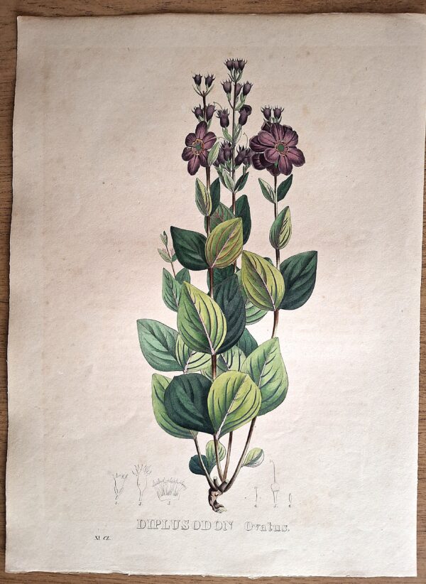 Litografie colorate a mano da Encyclographie du Règne Végétal. Pierre Corneille van Geel. Bruxelles, 1828–1832 - immagine 3
