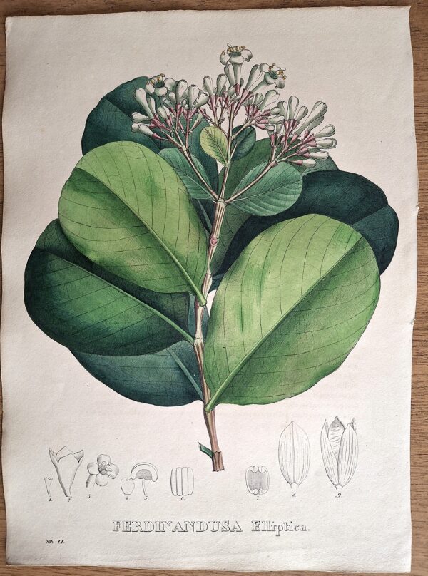 Litografie colorate a mano da Encyclographie du Règne Végétal. Pierre Corneille van Geel. Bruxelles, 1828–1832 - immagine 4