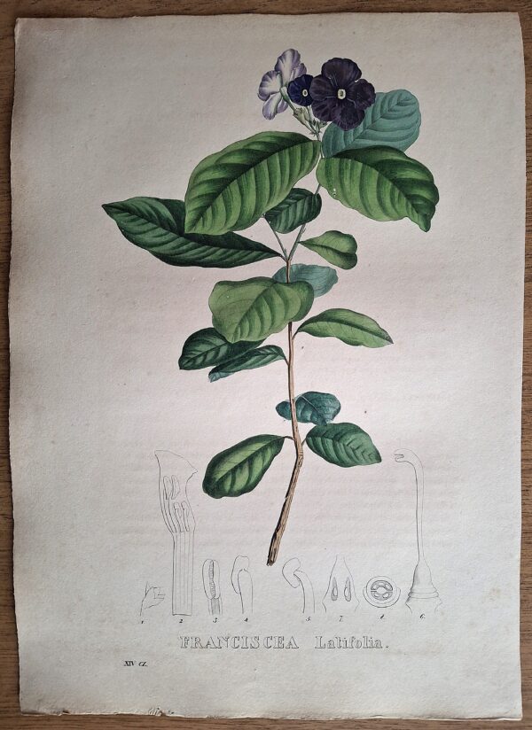Litografie colorate a mano da Encyclographie du Règne Végétal. Pierre Corneille van Geel. Bruxelles, 1828–1832 - immagine 5