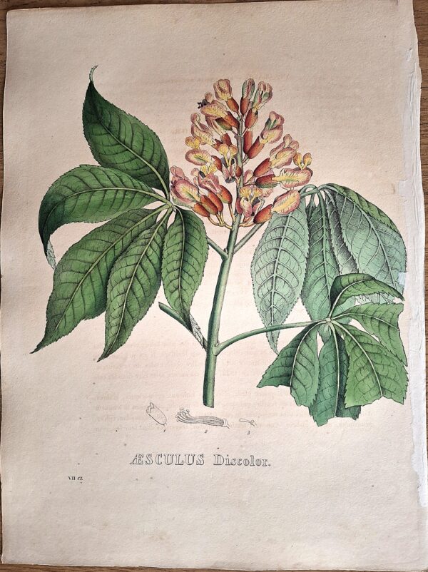 Litografie colorate a mano da Encyclographie du Règne Végétal. Pierre Corneille van Geel. Bruxelles, 1828–1832 - immagine 7