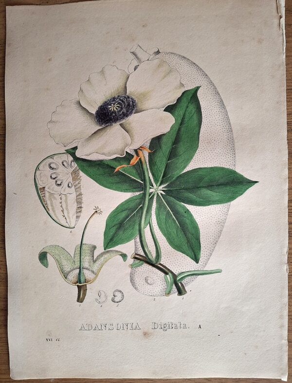 Litografie colorate a mano da Encyclographie du Règne Végétal. Pierre Corneille van Geel. Bruxelles, 1828–1832 - immagine 8