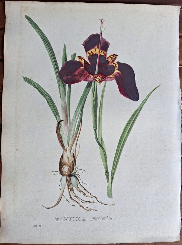 Litografie colorate a mano da Encyclographie du Règne Végétal. Pierre Corneille van Geel. Bruxelles, 1828–1832 - immagine 9
