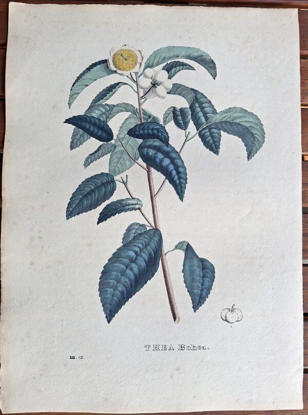 Litografie colorate a mano da Encyclographie du Règne Végétal. Pierre Corneille van Geel. Bruxelles, 1828–1832 - immagine 2