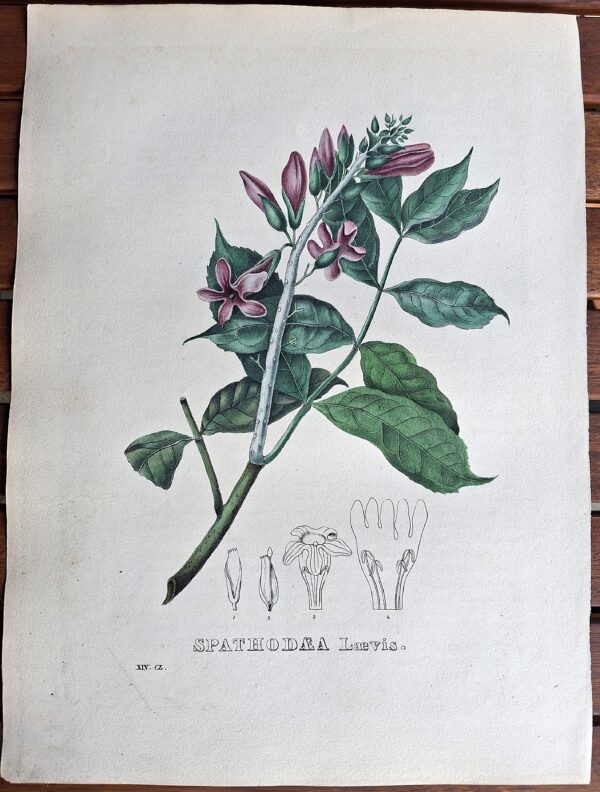Litografie colorate a mano da Encyclographie du Règne Végétal. Pierre Corneille van Geel. Bruxelles, 1828–1832 - immagine 3