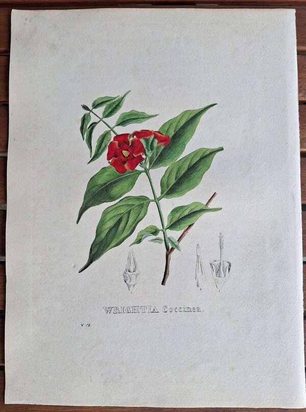 Litografie colorate a mano da Encyclographie du Règne Végétal. Pierre Corneille van Geel. Bruxelles, 1828–1832 - immagine 4