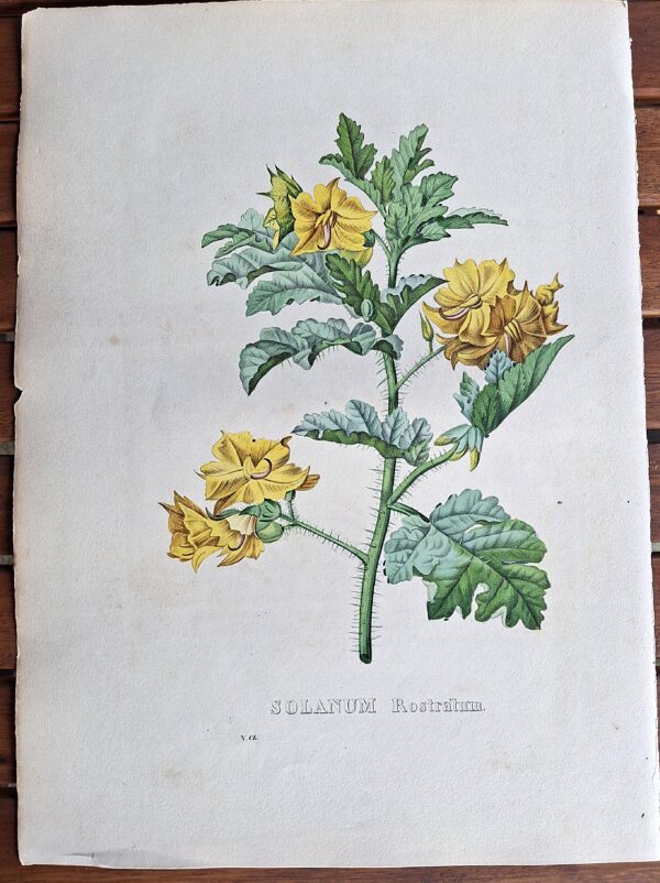Litografie colorate a mano da Encyclographie du Règne Végétal. Pierre Corneille van Geel. Bruxelles, 1828–1832 - immagine 5