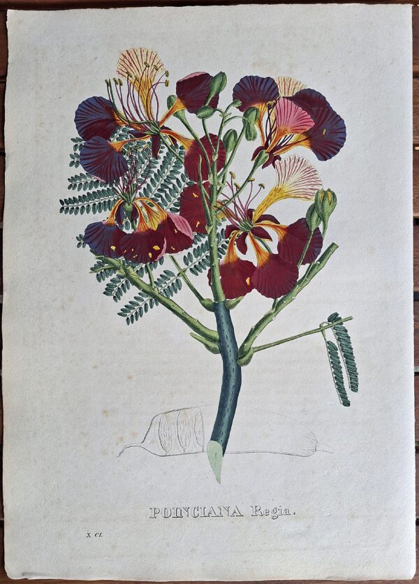 Litografie colorate a mano da Encyclographie du Règne Végétal. Pierre Corneille van Geel. Bruxelles, 1828–1832 - immagine 6