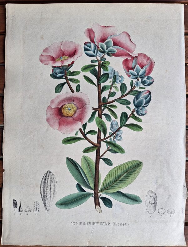 Litografie colorate a mano da Encyclographie du Règne Végétal. Pierre Corneille van Geel. Bruxelles, 1828–1832
