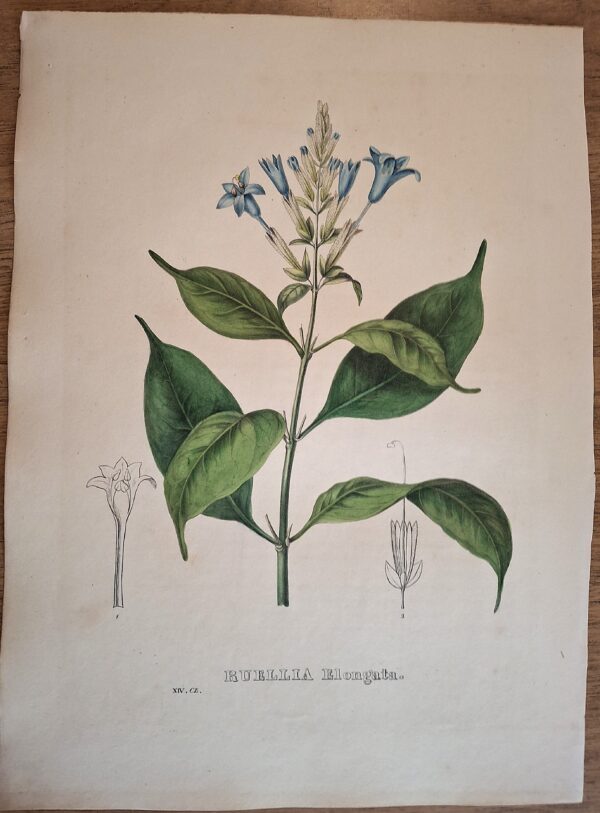 Litografie colorate a mano da Encyclographie du Règne Végétal. Pierre Corneille van Geel. Bruxelles, 1828–1832 - immagine 10