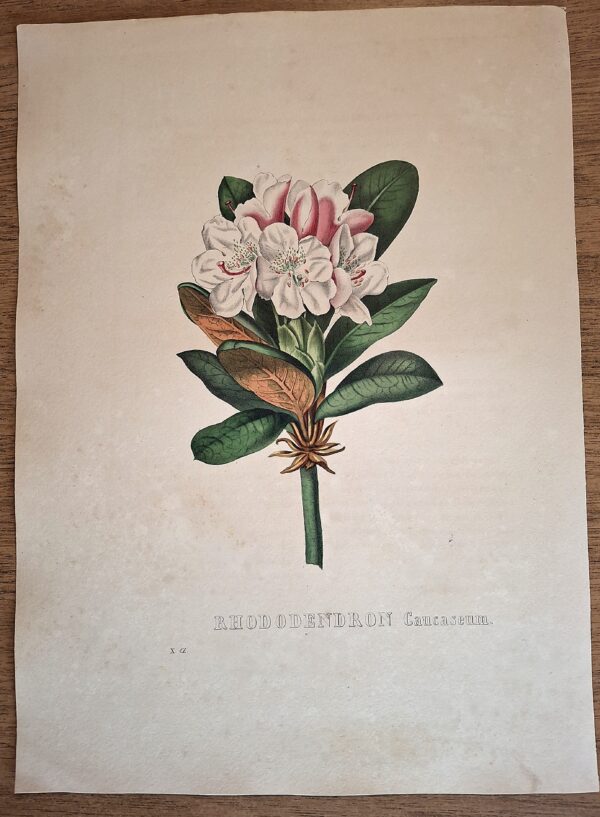 Litografie colorate a mano da Encyclographie du Règne Végétal. Pierre Corneille van Geel. Bruxelles, 1828–1832