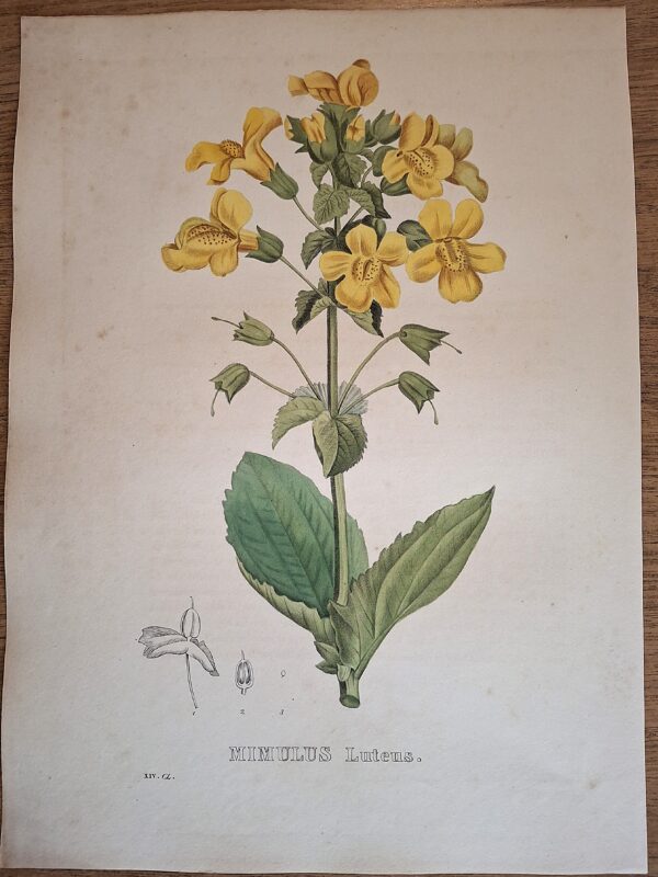 Litografie colorate a mano da Encyclographie du Règne Végétal. Pierre Corneille van Geel. Bruxelles, 1828–1832 - immagine 7