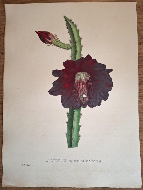 Litografie colorate a mano da Encyclographie du Règne Végétal. Pierre Corneille van Geel. Bruxelles, 1828–1832 - immagine 5