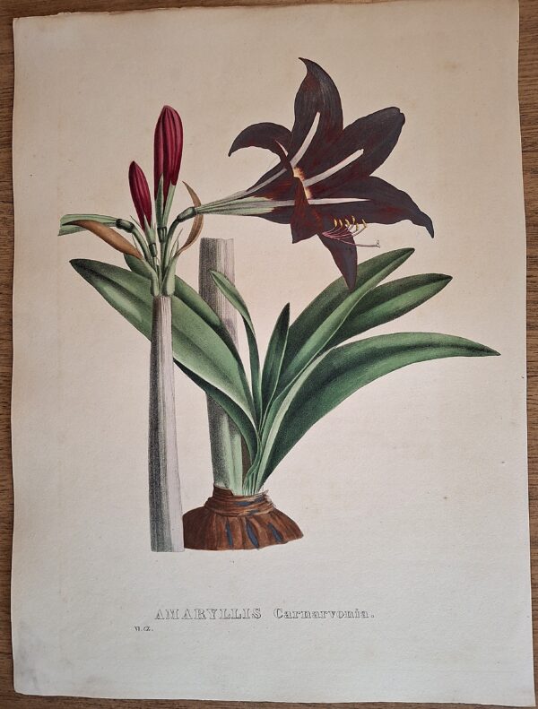Litografie colorate a mano da Encyclographie du Règne Végétal. Pierre Corneille van Geel. Bruxelles, 1828–1832 - immagine 3