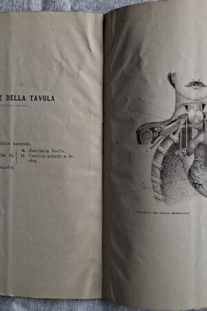 Rara anomalia dei rami dell’arco dell’aorta... del Dottor Cav. Giacomo Pitzorno  Sassari, Tipografia e Litografia S. Mari, s.d. [fine XIX secolo]