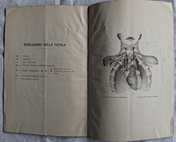 Rara anomalia dei rami dell’arco dell’aorta... del Dottor Cav. Giacomo Pitzorno  Sassari, Tipografia e Litografia S. Mari, s.d. [fine XIX secolo]