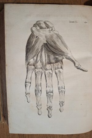 Bernhard Siegfried Albinus - Historia musculorum hominis - Leidae Batavorum, Theodorum Haak & Henricum Mulhovium, 1734