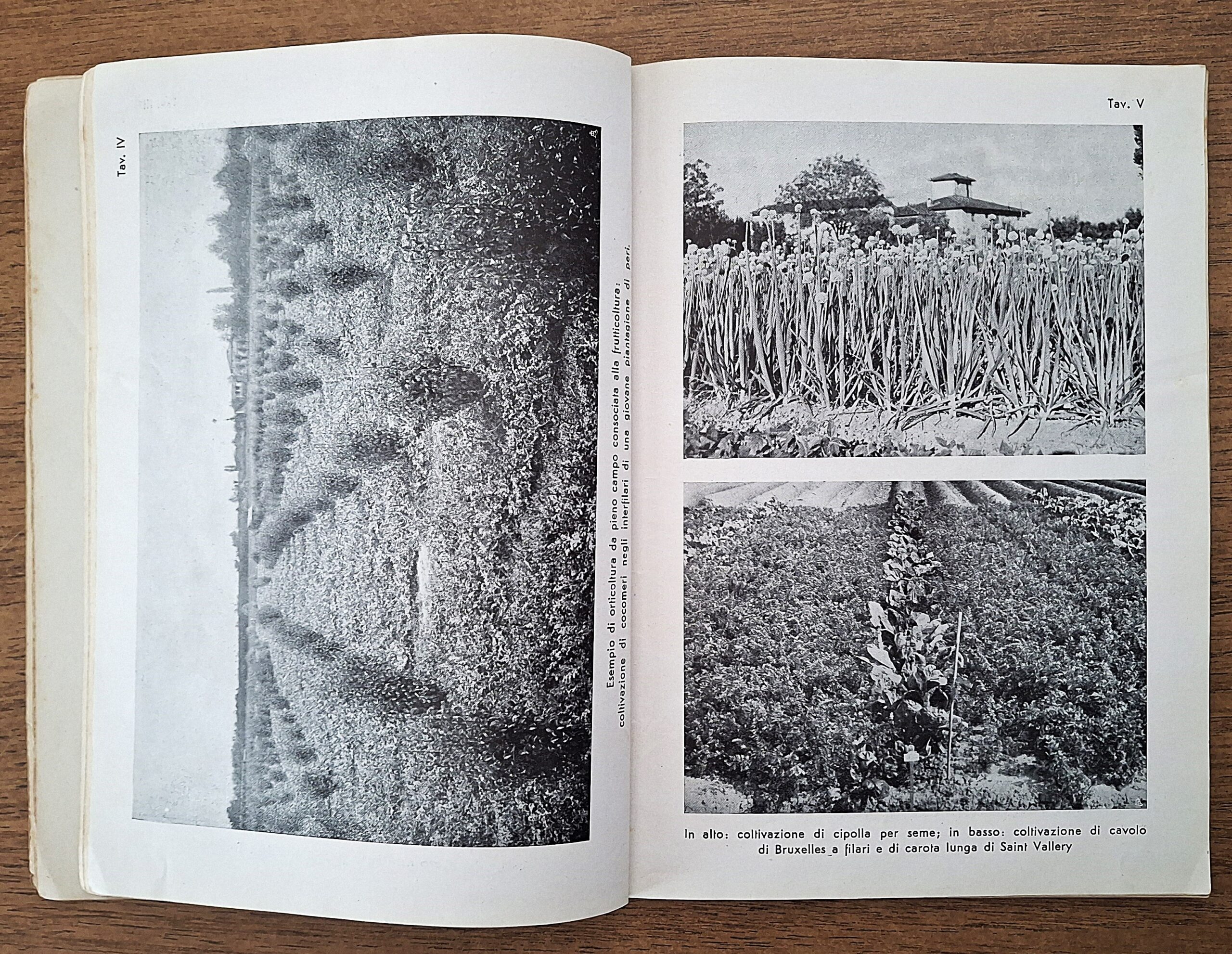 Biblioteca per l’insegnamento agrario professionale. Lotto di undici fascicoli. Anni 1931-1941. - immagine 16