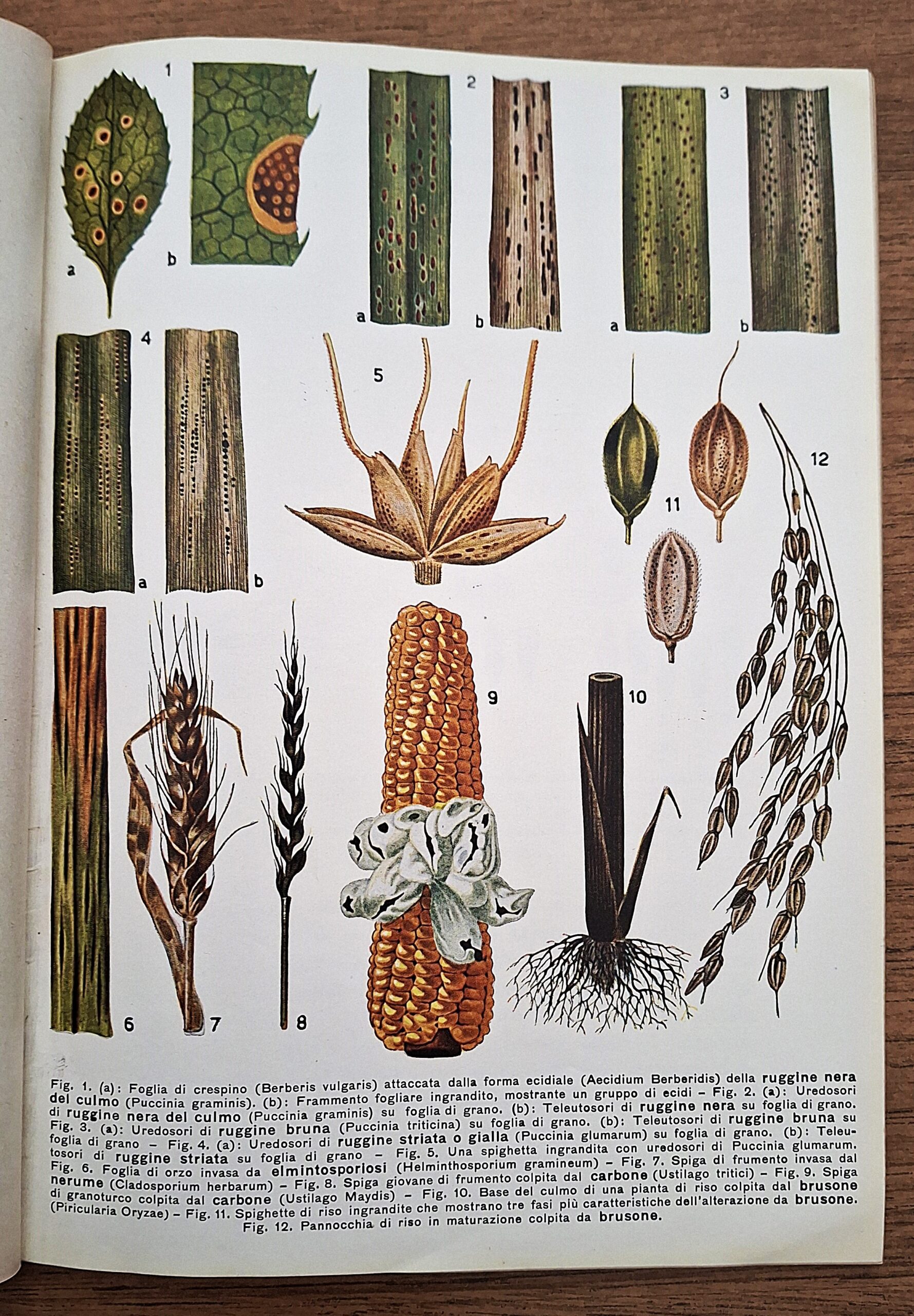 Biblioteca per l’insegnamento agrario professionale. Lotto di undici fascicoli. Anni 1931-1941. - immagine 19