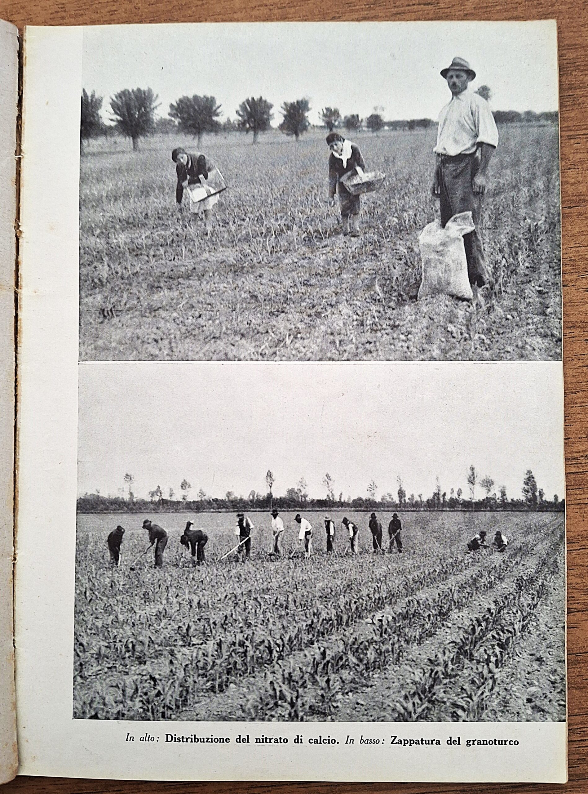 Biblioteca per l’insegnamento agrario professionale. Lotto di undici fascicoli. Anni 1931-1941. - immagine 22