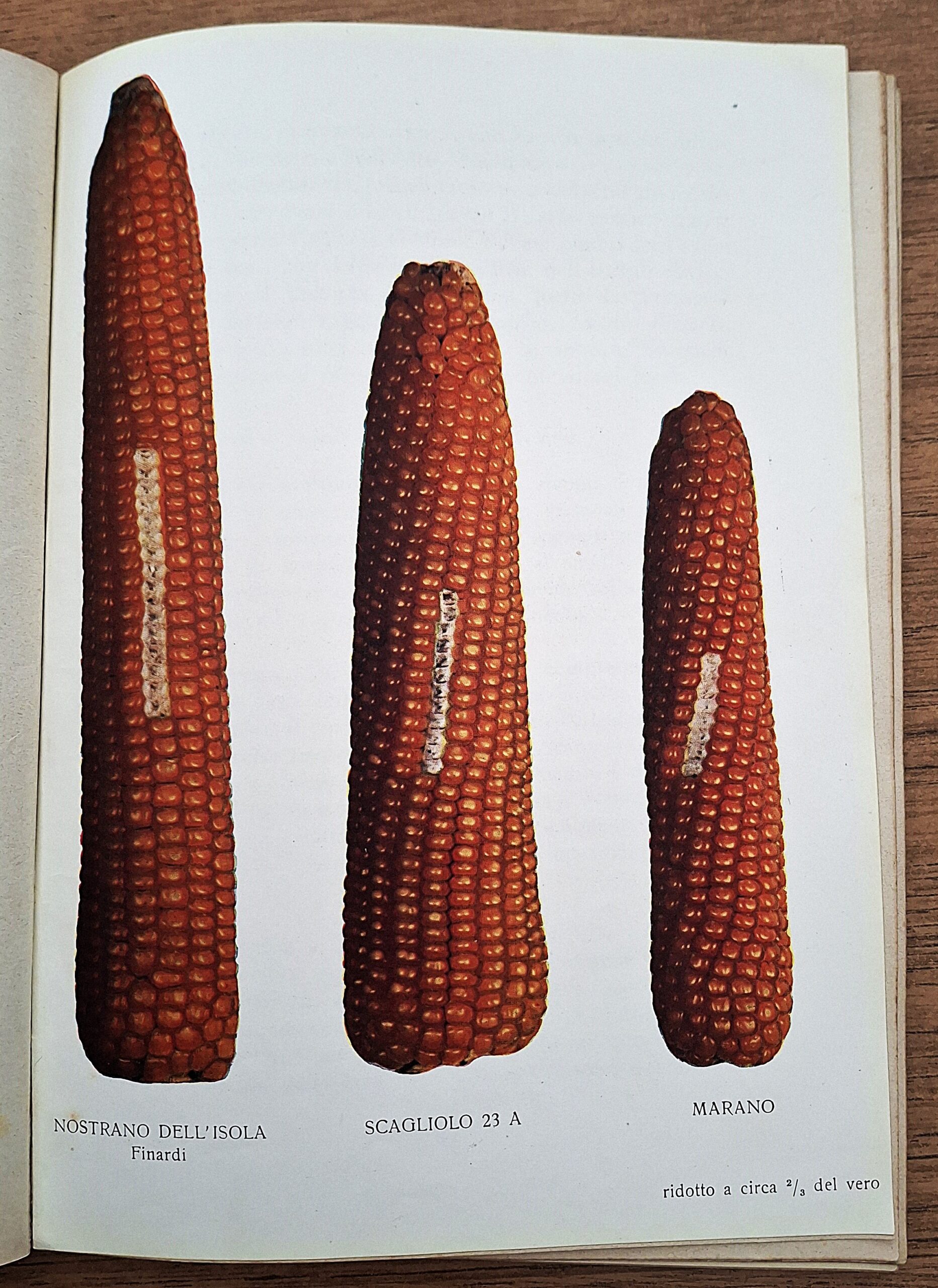 Biblioteca per l’insegnamento agrario professionale. Lotto di undici fascicoli. Anni 1931-1941. - immagine 23